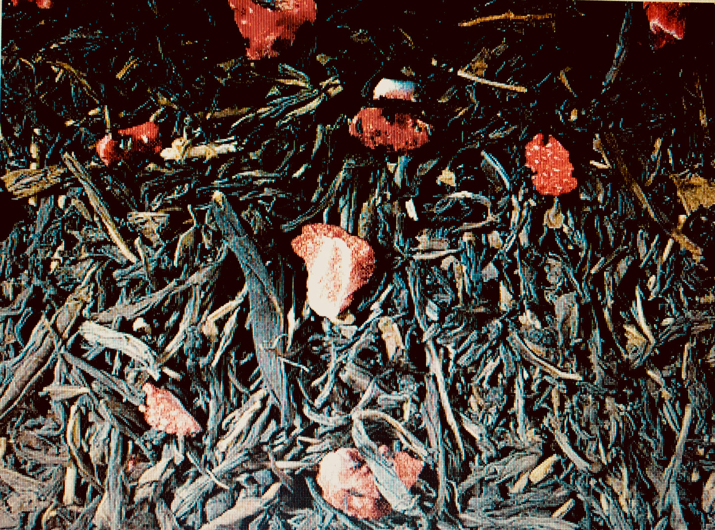 Strawberry Fields DECAF Green Tea